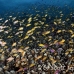 anthias_lr_mb_h_0562_png3109.jpg